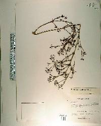 Polyscias grandifolia image