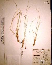 Rhynchospora grayi image