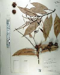 Castanopsis hystrix image