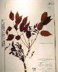 Sclerocarya caffra image