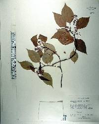 Cinnamomum camphora image