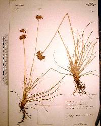 Fimbristylis spathacea image