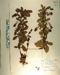 Berberis koreana image