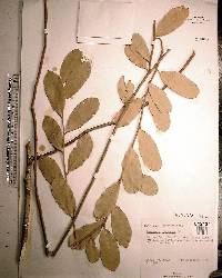 Capparis flexuosa image