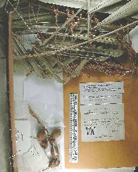 Syagrus schizophylla image