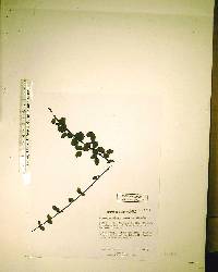 Desmodium ciliare image