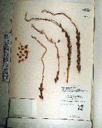 Syagrus coronata image