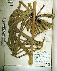 Sabal palmetto image