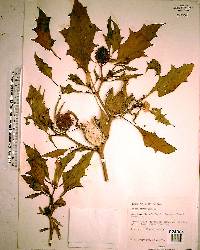 Datura stramonium image