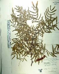 Prosopis chilensis image