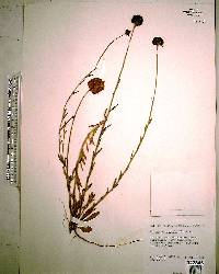 Polygala rugelii image