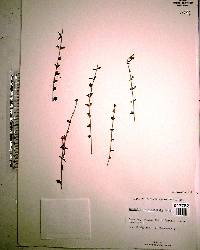 Scutellaria havanensis image