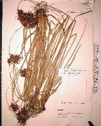 Cyperus planifolius image