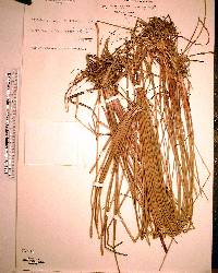 Eleocharis cellulosa image