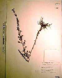 Hypericum brachyphyllum image