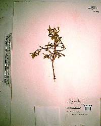 Oenothera humifusa image