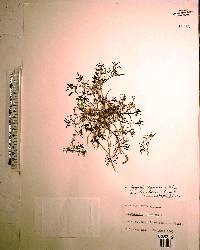 Hedyotis corymbosa image