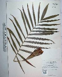 Chamaedorea oreophila image