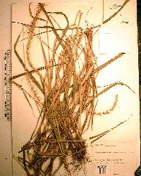 Setaria macrosperma image