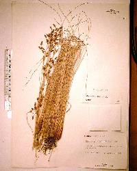 Fimbristylis thermalis image