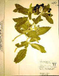 Solanum erianthum image