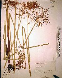 Cyperus articulatus image