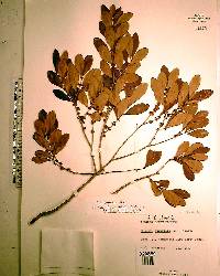 Eugenia foetida image