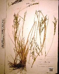 Eragrostis atrovirens image