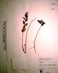 Argythamnia blodgettii image