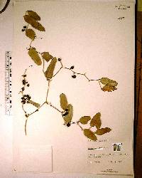 Smilax auriculata image