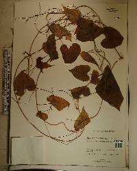 Dioscorea polygonoides image