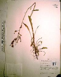 Rumex hastatulus image