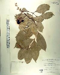 Bunchosia lanceolata image