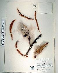 Pseudobombax ellipticum image