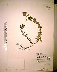 Ludwigia repens image