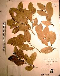 Drypetes diversifolia image