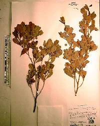 Dodonaea viscosa image