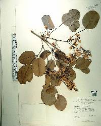 Pterocarpus santalinus image