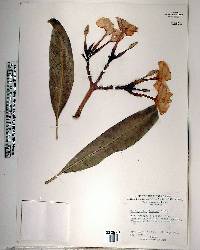 Pachypodium lamerei image