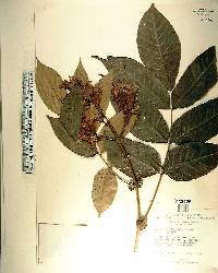 Trema micrantha image