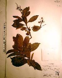 Ardisia escallonioides image