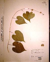 Dioscorea bulbifera image