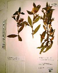 Ludwigia peruviana image