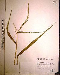 Panicum hemitomon image