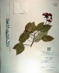 Jatropha integerrima image