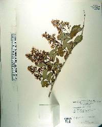 Lagerstroemia fauriei image