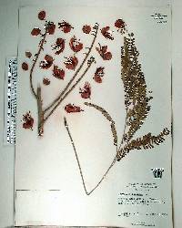 Colvillea racemosa image
