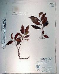 Eugenia aggregata image