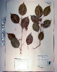 Ficus thonningii image