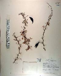 Acacia pinetorum image